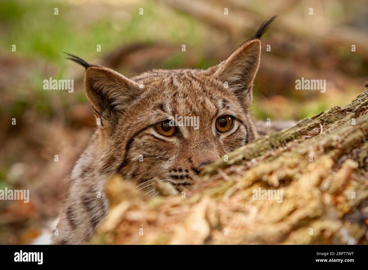 Illegally released lynx captured - NatureScot statement