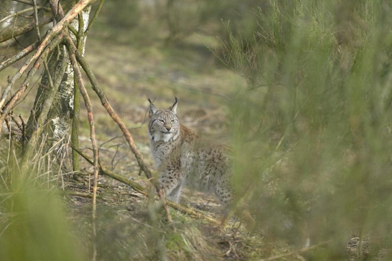 Illegally released lynx captured - NatureScot statement